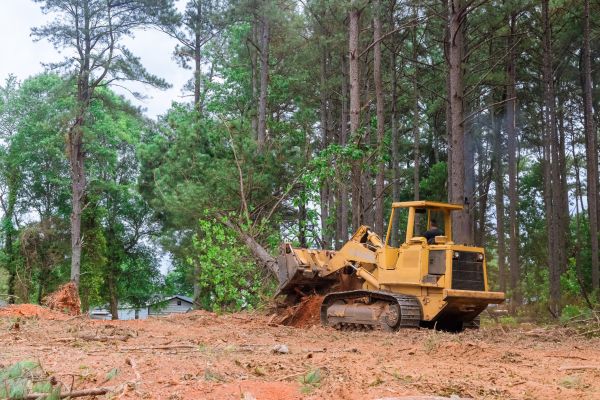 Cost of Trees Clearing in Lexington