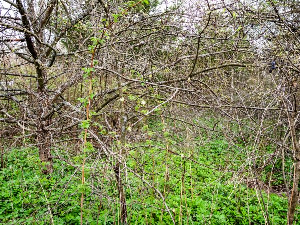 Cost of Underbrush Clearing in Lexington