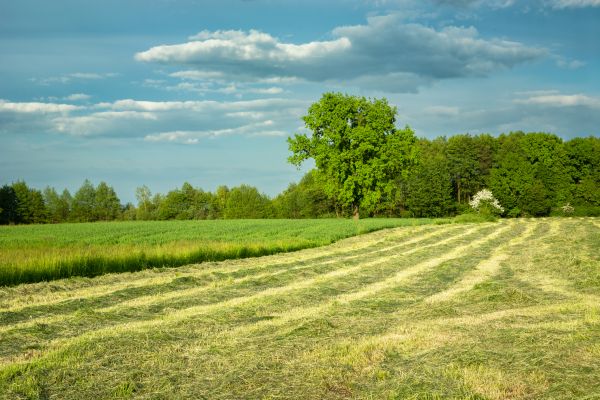 Cost of Vegetation Removal in Lexington