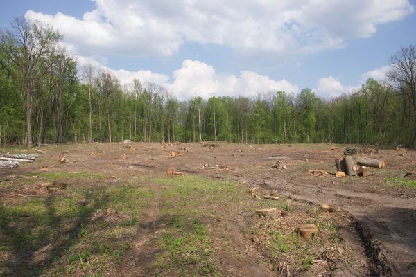 Cost of Pasture Clearing in Lexington