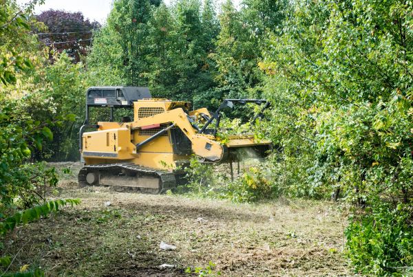 Cost of Pathway Clearing in Lexington