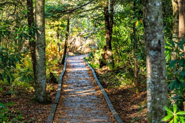Cost of Trail Clearing in Lexington