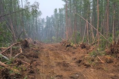 Optimal timing for land clearing
